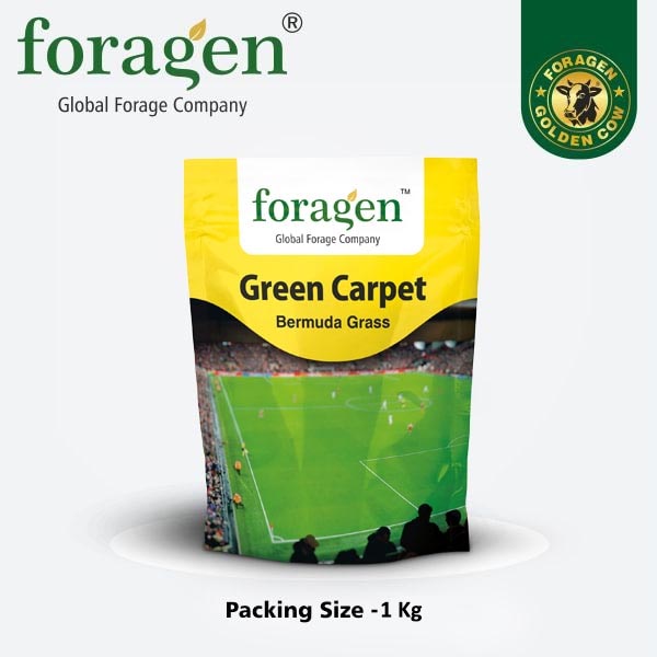 Green Carpet -Bermuda Grass