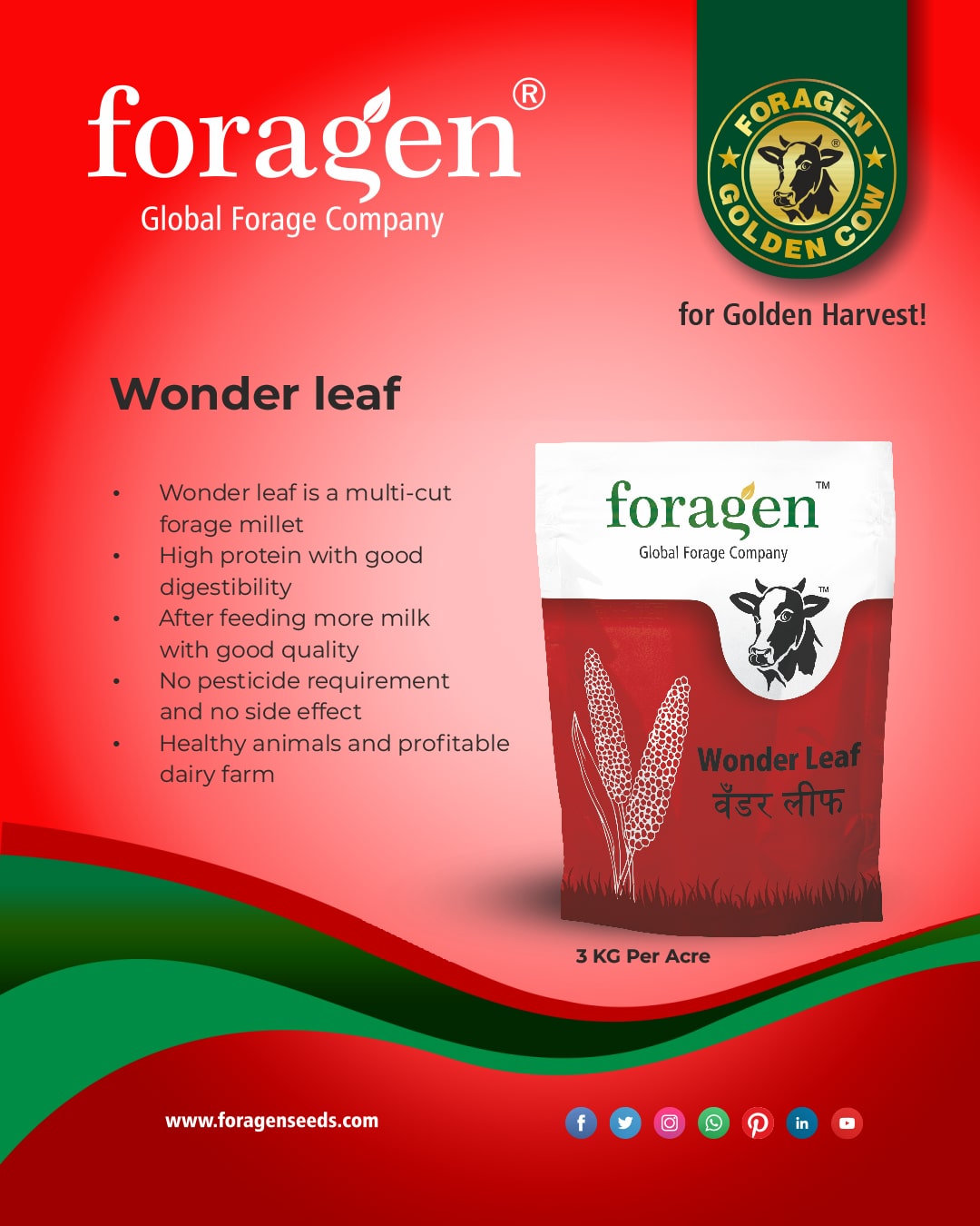 wonder-leaf image